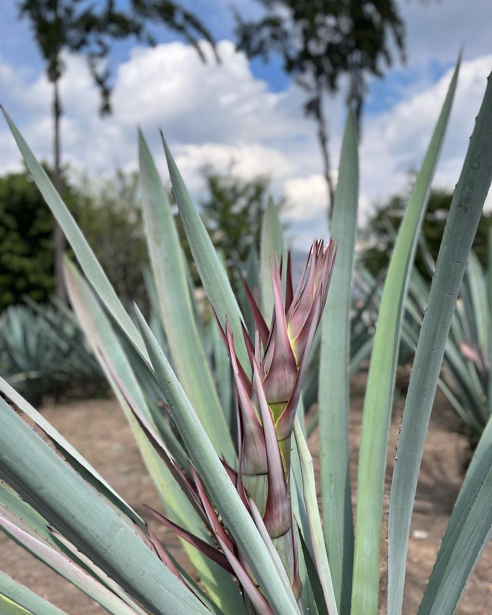MezcalDiablito's tweet photo. “El agave espadín es el más noble ya que en sus ensambles repliega sus sabores para que resalte un mezcal suave al paladar” 👅🔅🌱 #tepoz #méxico #mezcaleldiablito #cultura #town #moments #l4l #morelos #tepoztlan #pueblomagico #magic #love #travel #likeforlike #poft #endiablate👹 https://t.co/QpsfjcpV5r