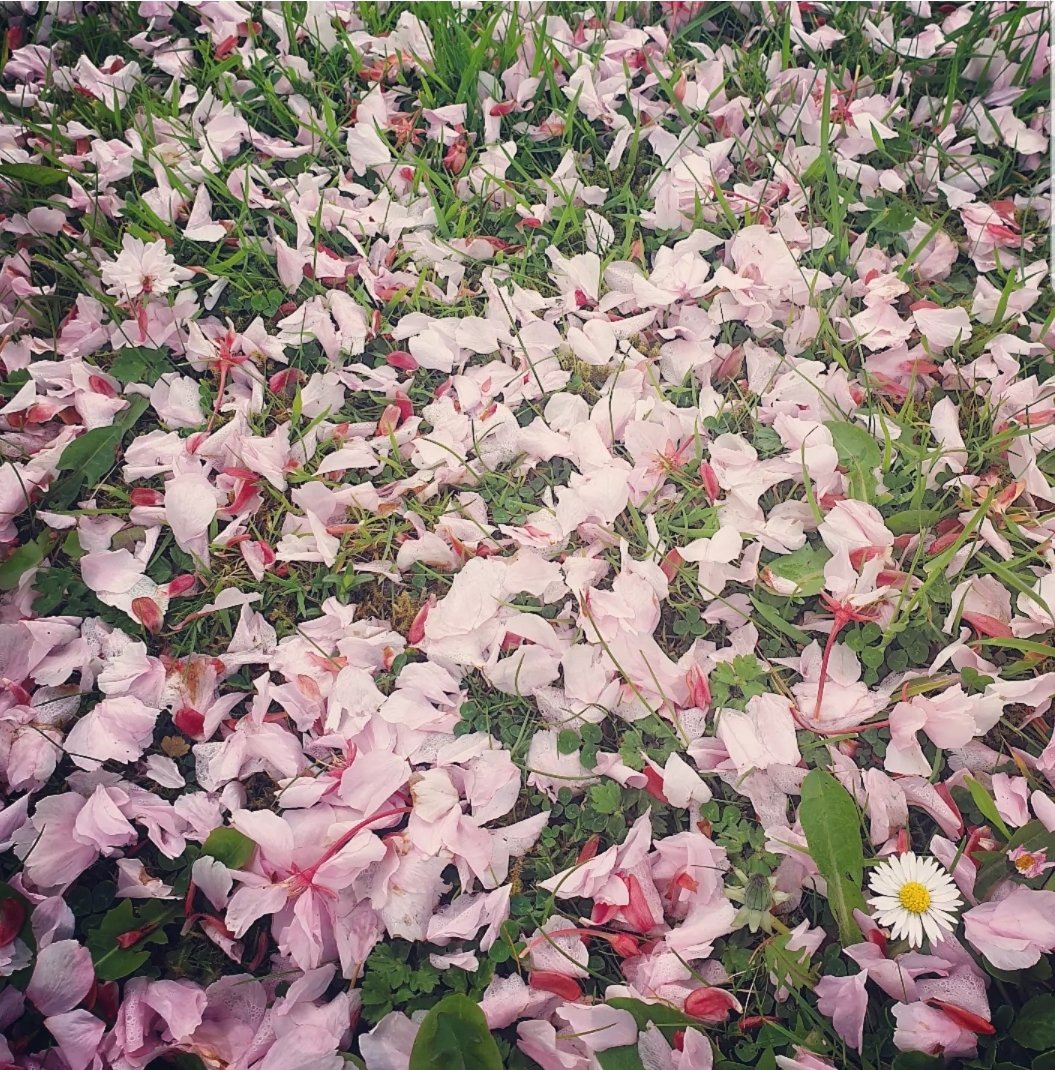 🌸Day 122 - Pink petals everywhere. Shorter & slower walk with 🐕

#100daysofwalking 
#200daysofwalking #200crew 
@100DaysOfWalkin #round2crew