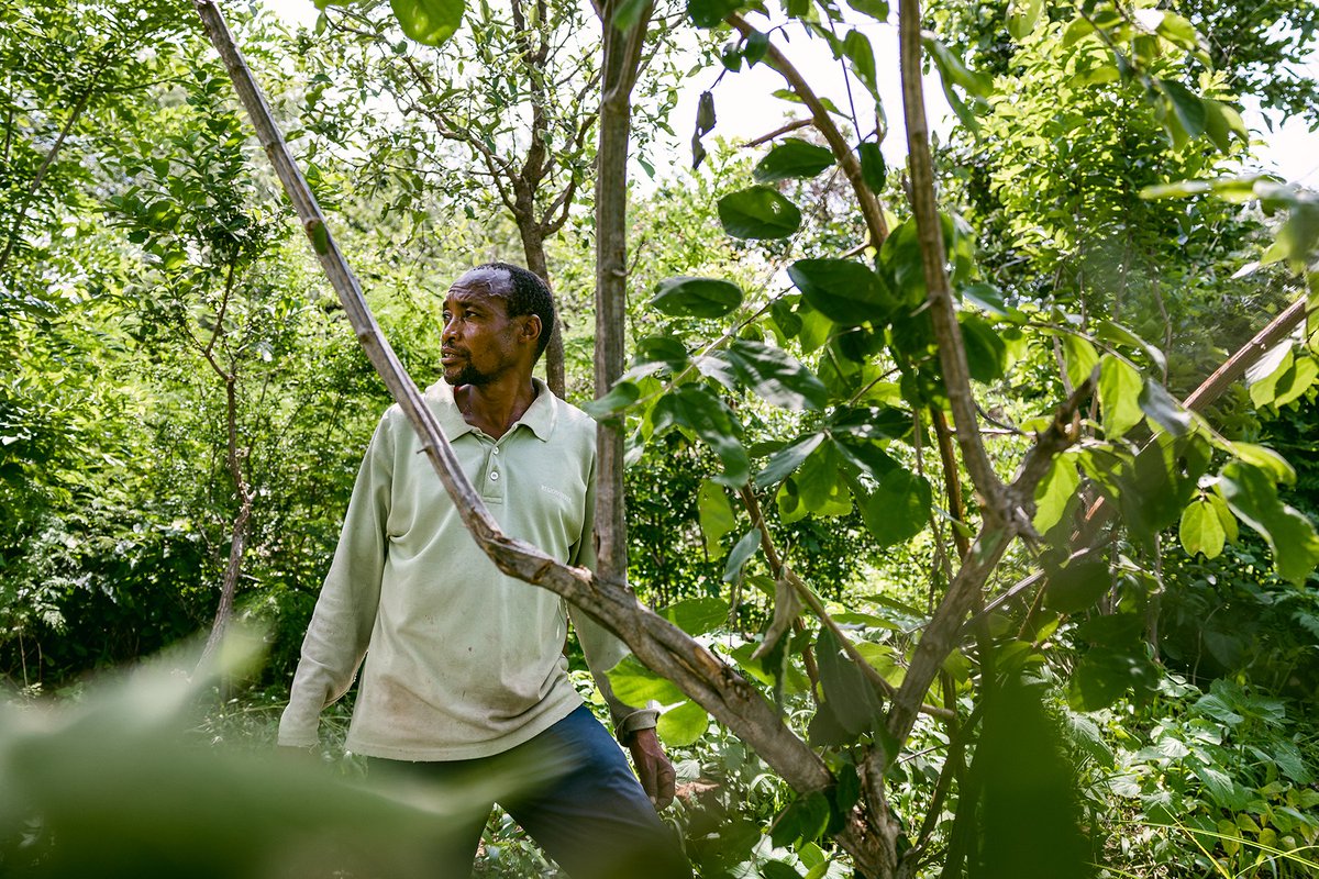 Treesftf's tweet photo. A food secure future needs healthy forests! 🌳

Through the #ForestGardenApproach, we train farmers to replicate the natural ecosystems of forests for #foodsecurity. That’s the power of #agroforestry!

#WFCKorea #LetsGetPlanting https://t.co/gjtHcA0z3q