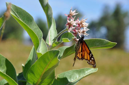 USDA_NRCS's tweet photo. If you plant it, they will come. https://t.co/XvarDsmuuh #MonarchMonday https://t.co/1i2zj1l1Vj