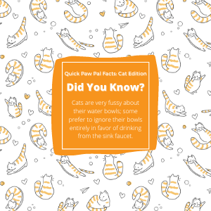 Naughty Paws Fun Trivia!
Follow + RT for more!
#NFTdrops #NFTartist #NFTCommunity #NFTProject #NFTartwork #NFTCollection #NFTs #NFTdrop #NFTGiveaway #nftart