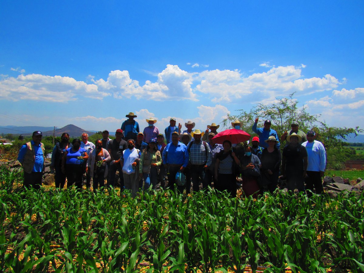 Ahora, a manera personal queridos seguidores. Esta capacitación formó lazos y abrió las mentes de muchos productores de Valle, que se han entusiasmado con las tecnologías que ofrecen <a href="/CIMMYT/">CIMMYT</a> a través de <a href="/MasAgroGto/">MasAgro Guanajuato</a> . Solo me queda decirles Gracias, por su entusiasmo al aprender.