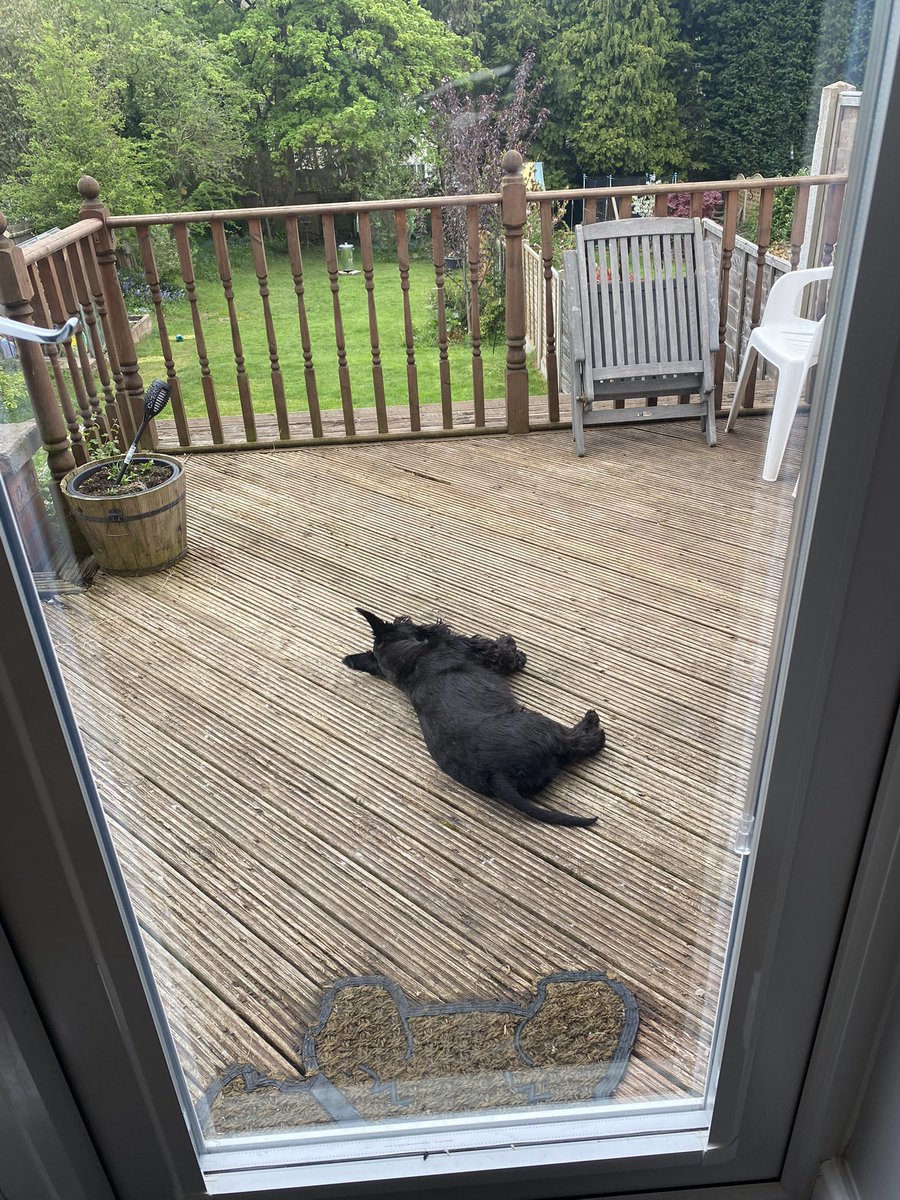 littlewood_mark's tweet image. Rory is supposed to be guarding the house but has fallen asleep on the job 😂😂😂😂
#ScotchGuard #ScottishTerrier