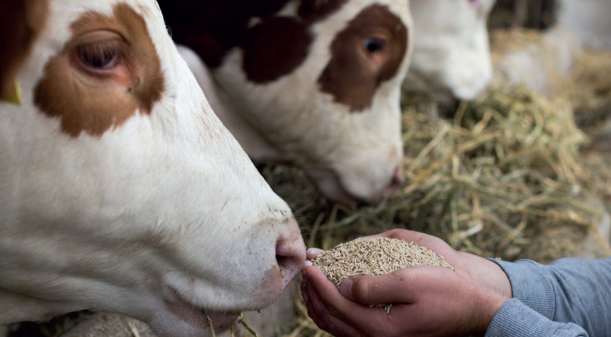 Référence agro tweet media