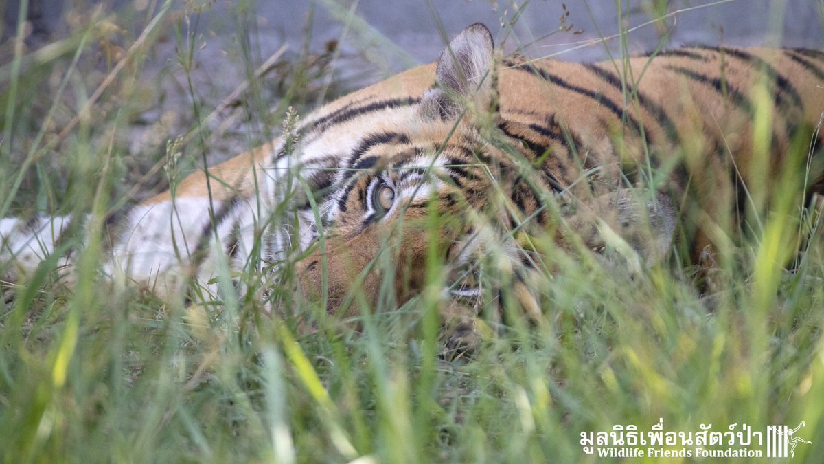 WFFThailand's tweet photo. New Phuket Zoo rescued tiger, Maruay, is so handsome. Look at him relaxing in the grass at WFFT 🐯 Read more > https://t.co/xh8CT0IVCv #PhuketZoo #rescue #tiger #wildlife #sanctuary #thailand https://t.co/ChGAl27Uq1