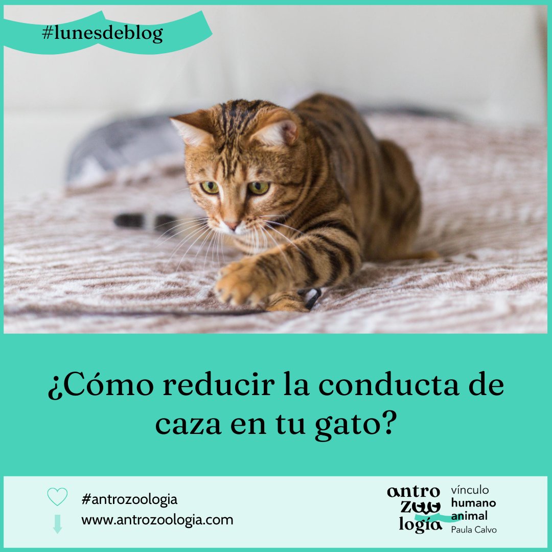 Dra_Paula_Calvo's tweet photo. 📣#lunesdeblog📣

👀 En este artículo de hoy os quiero compartir los resultados de un estudio científico reciente sobre la conducta de caza de los gatos. https://t.co/IjRji7a4GU