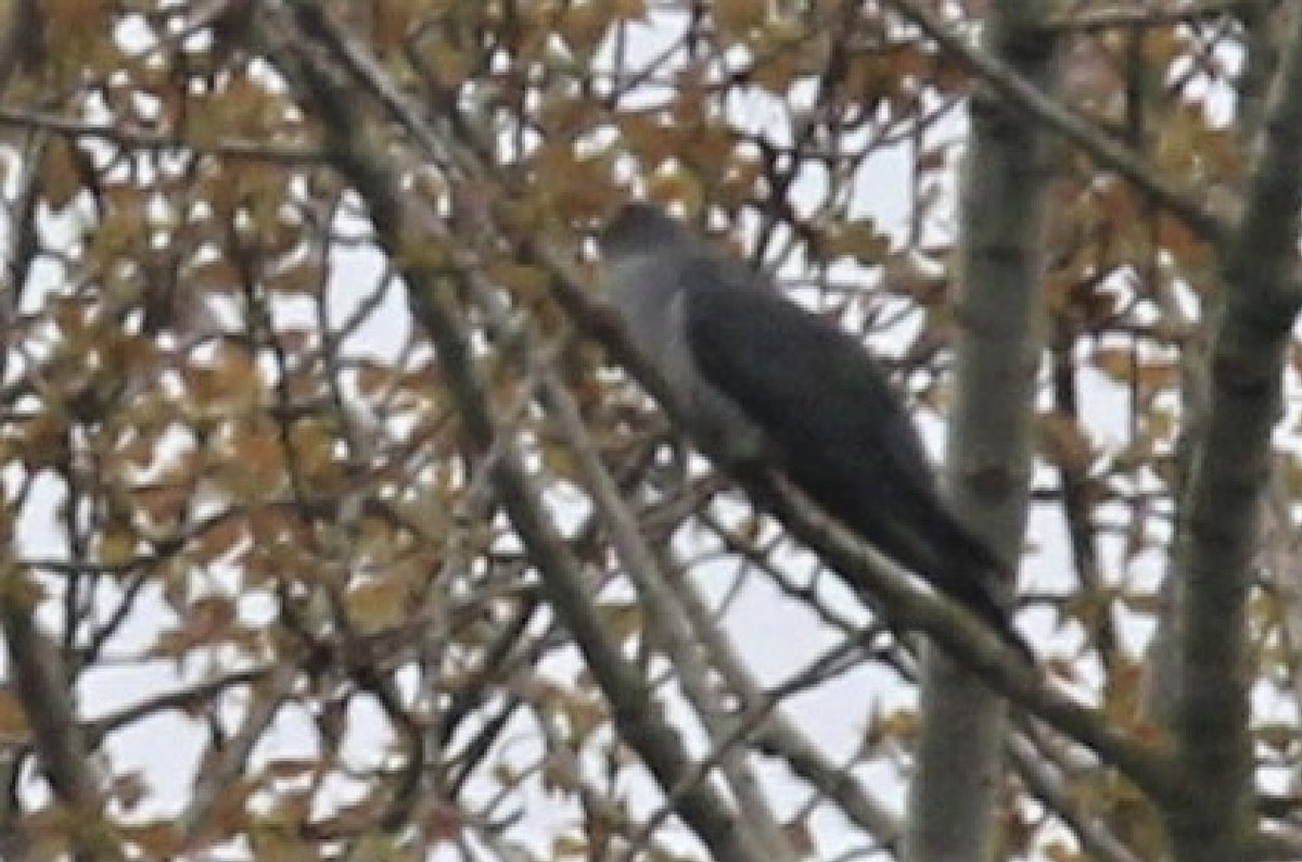 Vins_bins's tweet photo. 1st walk around @ladywalk_nr today, absolutely loved the place and first actual sighting of a cuckoo (126) although it was a long way away. #birdyear #wmbc @WestMidBirdClub https://t.co/20MnUlaFlV