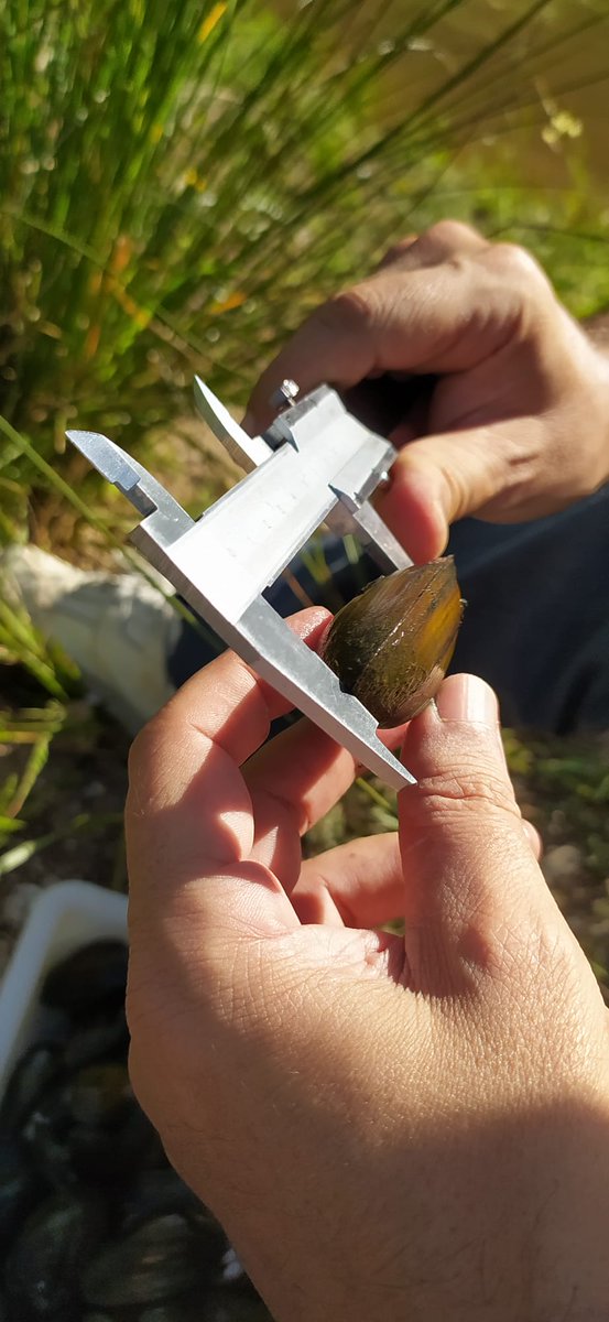 Back in the UK now after my <a href="/COSTprogramme/">COST</a> research trip investigating the effects of climate change on freshwater mussel distribution and gene expression. Massive thanks to Dr Manuel Lopes-Lima and his team from <a href="/CiimarUp/">CIIMAR-UP</a> <a href="/CIBIO_InBIO/">BIOPOLIS-CIBIO</a> for the fantastic experience!