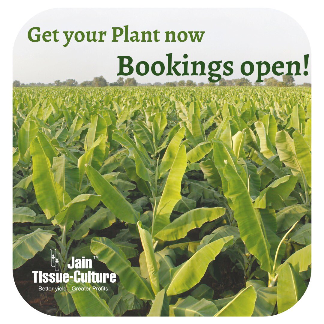 Book your #Banana Plants with @JainTissueCulture and get your first ever #Bumper Crop. 🌱
Bookings open for July.
#Jains #JainTC #fruit #Farm #farmer #TissueCulture #JainTissueCulture #Bananas #JISL #MoreCropPerDrop #agriculture