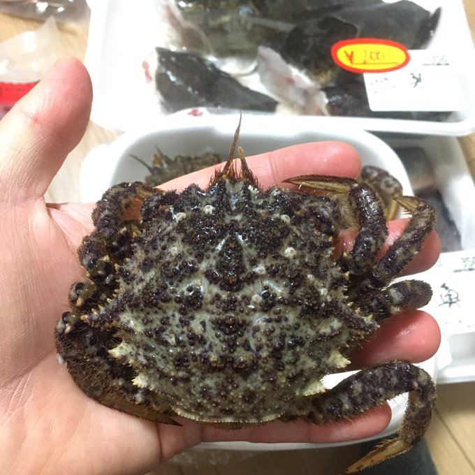 クリガニのtwitterイラスト検索結果