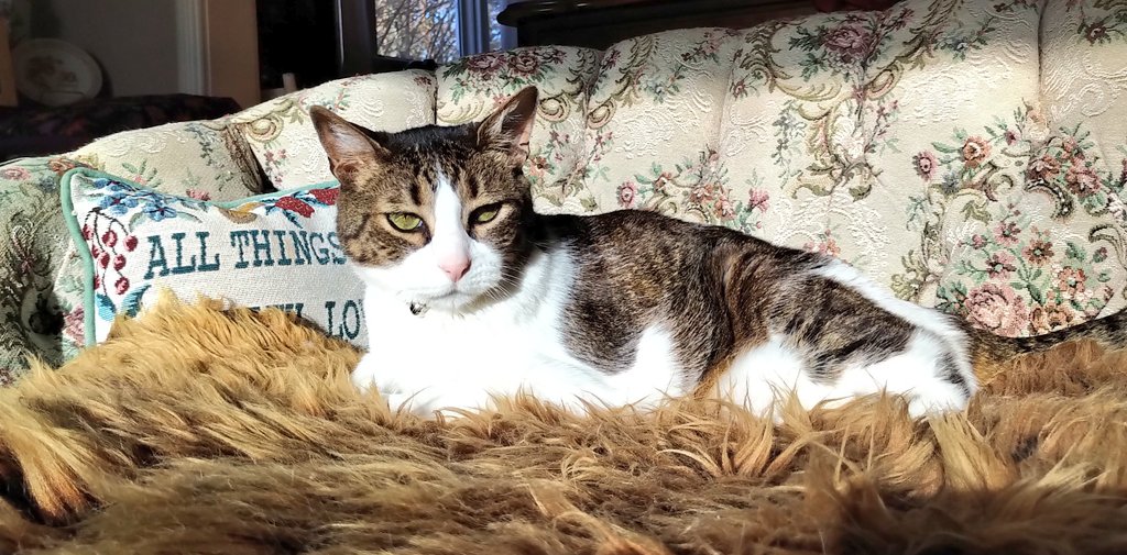 Me_llamoTolstoy's tweet photo. Enjoying my sun puddle #CatsofTwittter #whatthefloof #gatos https://t.co/DBfjbWS1ol