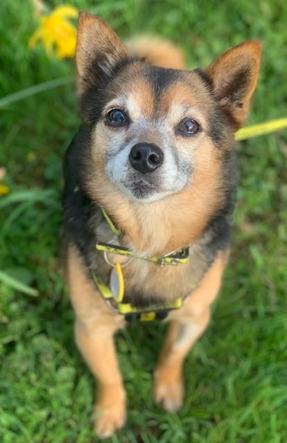 DogsTrust's tweet photo. Our sweet little Josey enjoys her home comforts and getting out for a couple of walks in the day. She may be small but has a huge personality and has heaps of love to give. She can live with children 12+💛
@DT_Cumbria📍 https://t.co/PvZj3aGJY7 https://t.co/xD1aflzEzI
