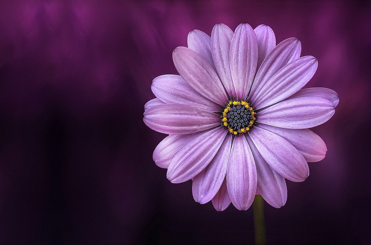 "It's one of the greatest gifts you can give yourself, to forgive. Forgive everybody." Maya Angelou 💜

#mondaythoughts #MondayMotivation #quote#SuccessTRAIN #forgiveness #forgive #MayaAngelou