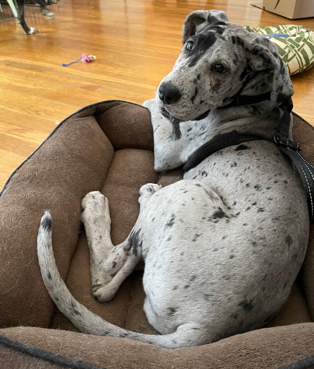 PCPSI's tweet photo. Christy's pup Petey is no longer so little--she's up to 35lbs now! She won't be able to fit in the same dog bed with her sister Gosi much longer. ππ
#pupsatwork https://t.co/LOVYym3vWm