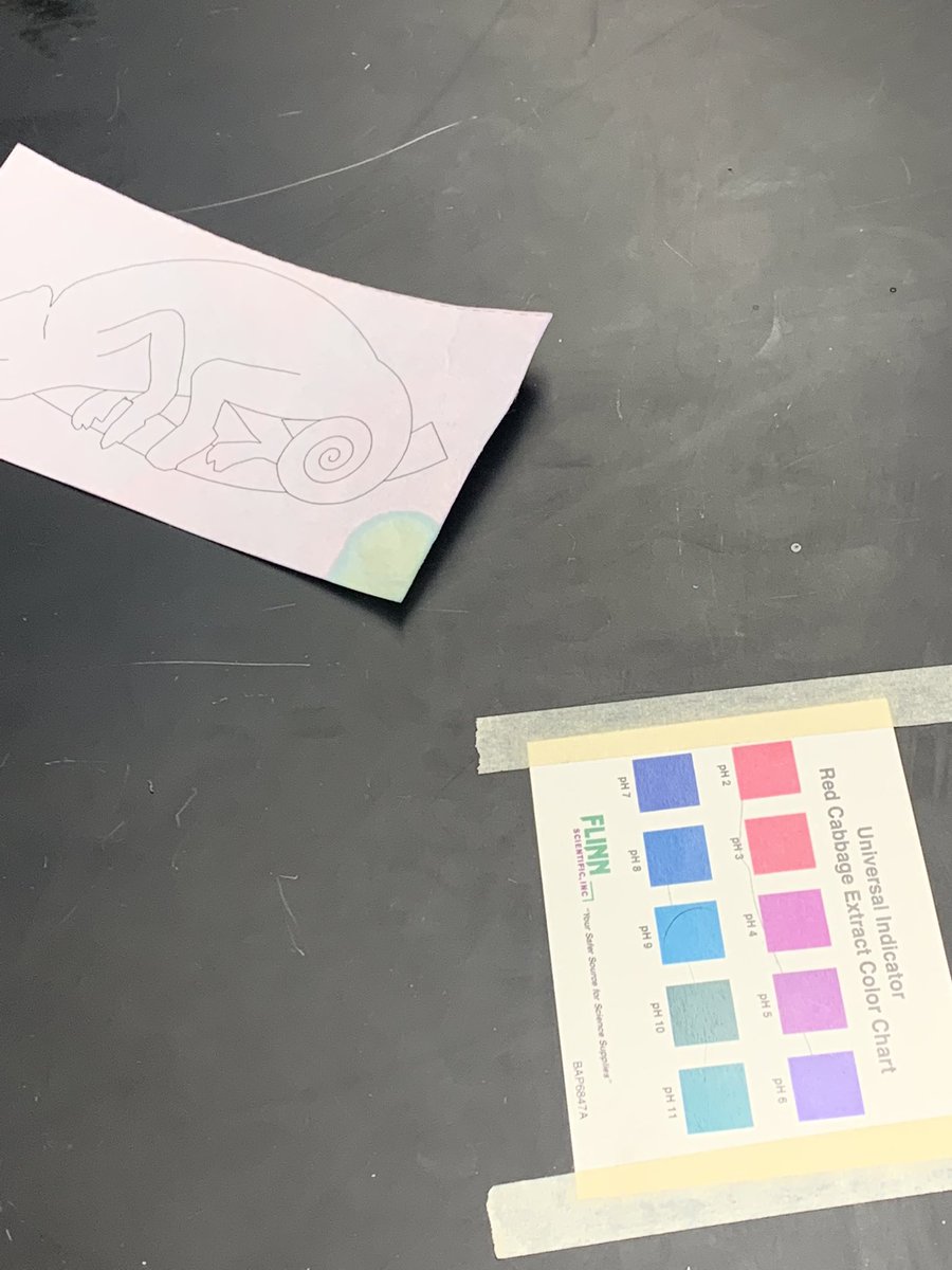 MrsJBelke's tweet image. And we’re back…#pH #MTPSPride #MTPSSci #labdays