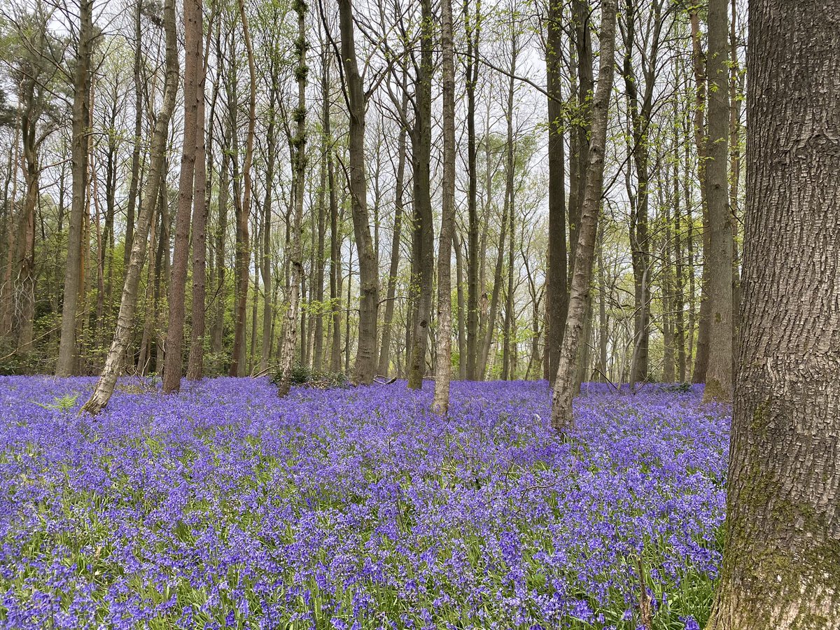 Just back from a delightful bank holiday bluebell walk at Wooten Wawen in aid of <a href="/CR_UK/">Cancer Research UK</a>. Lovely to see so many families enjoying nature’s beauty. Thanks also to <a href="/RotaryGBI/">Rotary GB & Ireland</a> volunteers for a well organised trail.