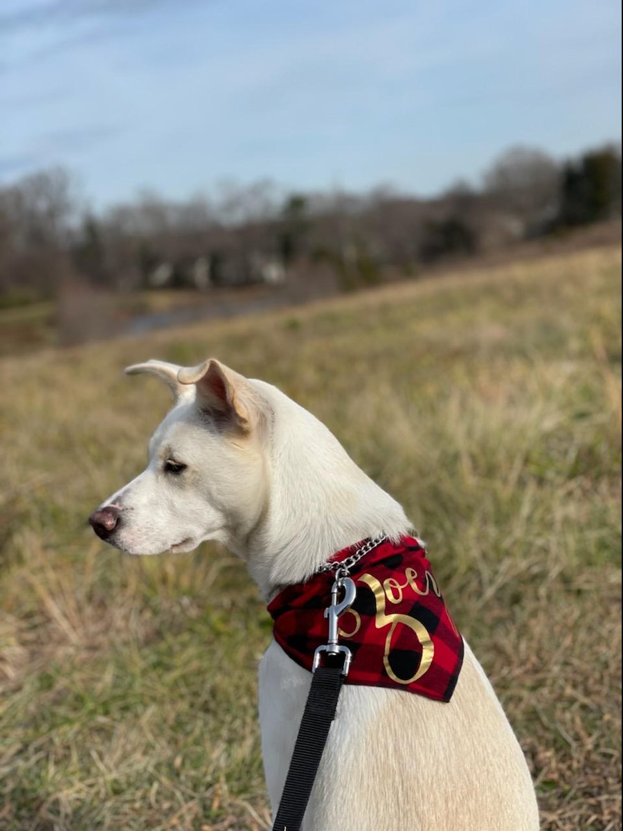 Even your best friend can have a custom style statement! Get your pet bowties and bananas from us!

#petfashion #tiemyknot #dog #cat