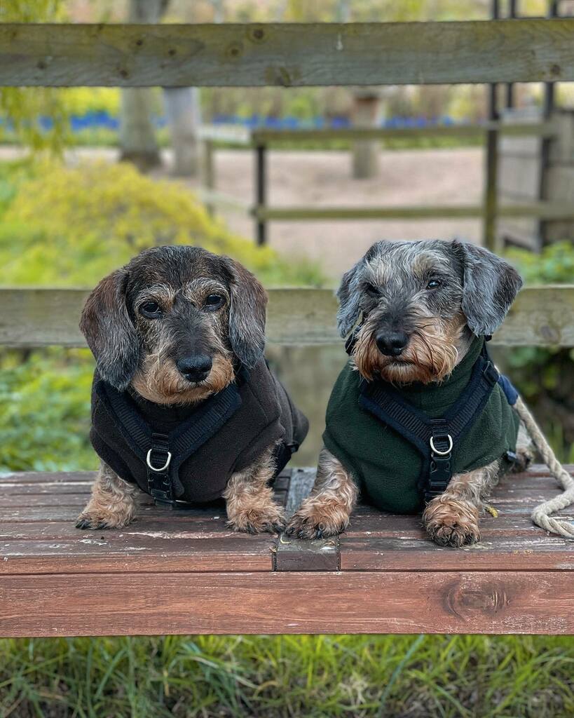 weewiryone's tweet photo. You know those days when your humans suggest a day trip - because we haven’t had a day trip outside East Lothian in months - only they choose the rainiest day…?
Yep, that was Saturday, when we had a soggy but sniff-filled trip to the wonderful #dogf… https://t.co/NGF911irwP https://t.co/qJPZJLlTUM