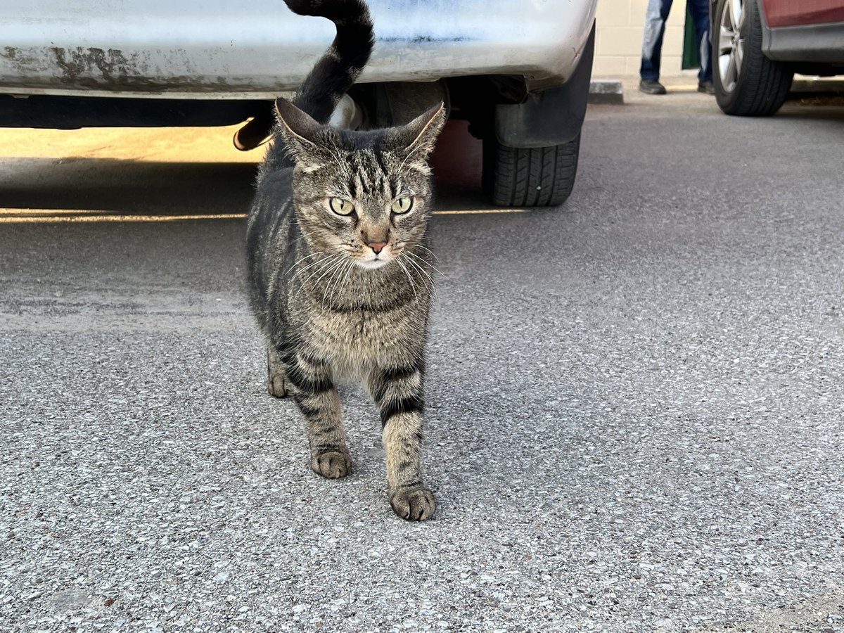 backstretchcats tweet media