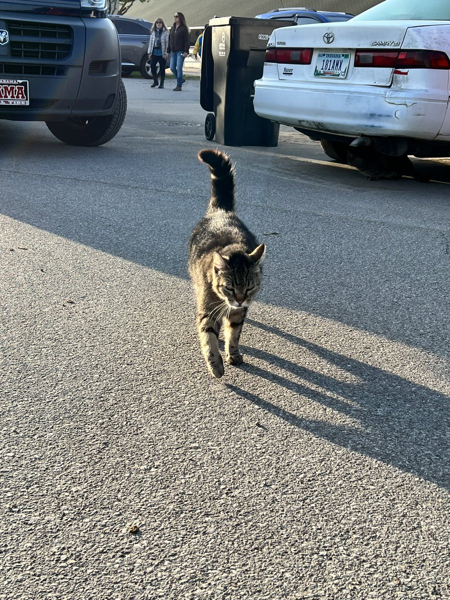 backstretchcats tweet media