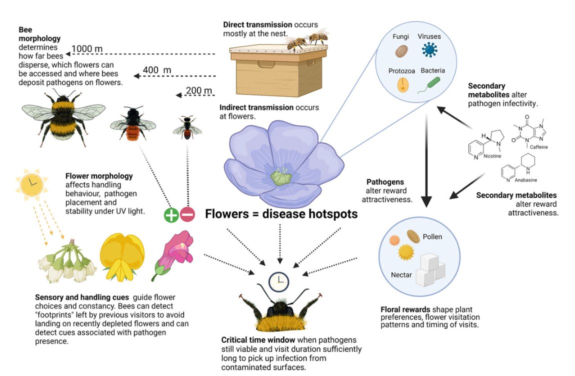 New paper! <a href="/NatalieHempel/">Natalie Hempel, nataliehempel.bsky.social</a> <a href="/SeanRands/">Sean Rands</a> <a href="/cristinabotias/">Cristina Botías</a> and I ask whether behavioural adaptations that maximise bee foraging efficiency may also reduce disease transmission, as part of a <a href="/RSocPublishing/">Royal Society Publishing</a> special issue on natural processes + #pollinator health tinyurl.com/2w3ra88d