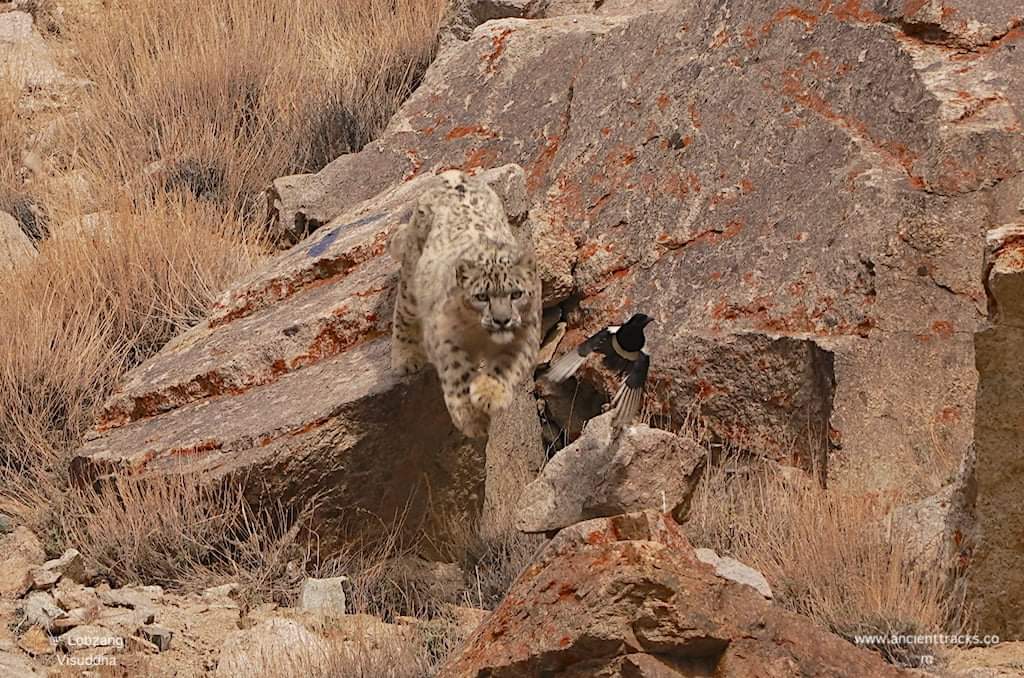Chasing away a scavenger !

Snow Leopards are very possessive about their hard-earned kills/meals. 

Scavengers are disliked by them.

#SnowleopardTourism 
#snowleopardexpedition 
#snowleopards 
#wildlifephotography 
#wildlifetourism 
#ancienttracks 
#ladakh 
#LehLadakh 
#leh