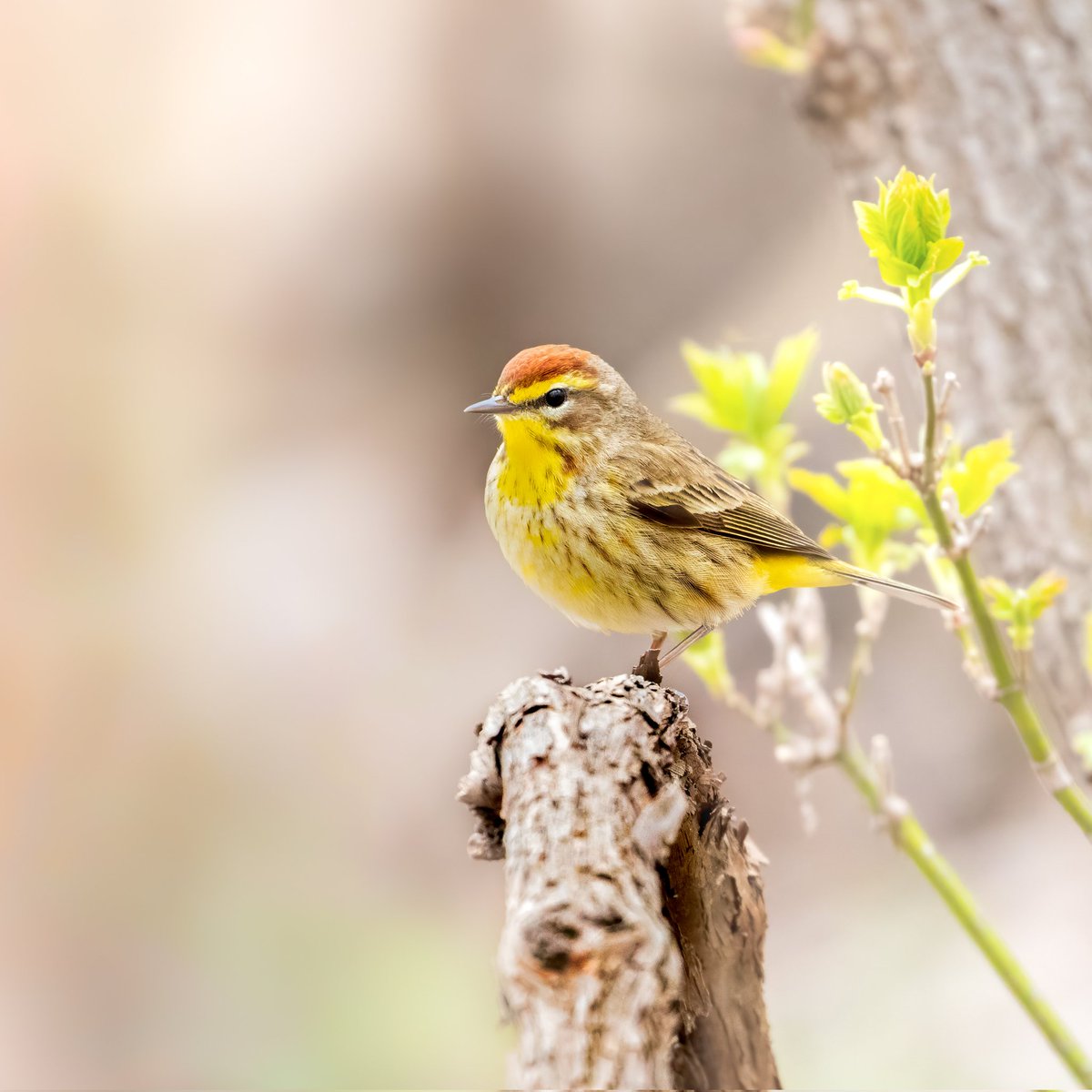 Nick_Birding's tweet photo. May 1st is a vibe. Can't wait to see what's around the next corner! #birdwatching #BirdTwitter #birding https://t.co/dItjvp8zl7