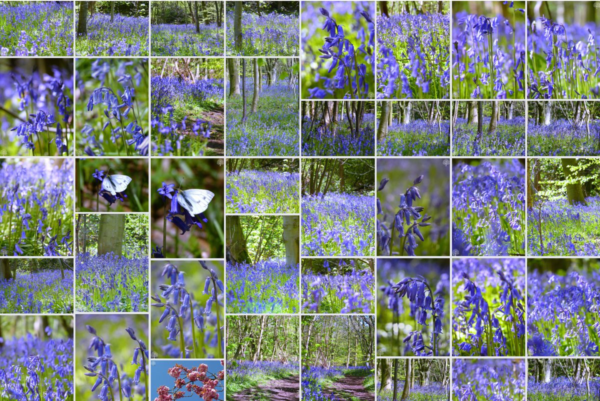 SanjeePerera1's tweet photo. Not in the mood to continue this report.
The #BluebellWoods next door @winterbournehg is calling; I haven't lived up to my usual 1000 #bluebell photos this spring. And the tinkle of bewitching bells gone by are reverberating through nostalgic indulgences. #365daysWild #Bluebells https://t.co/xGwh35gWu8