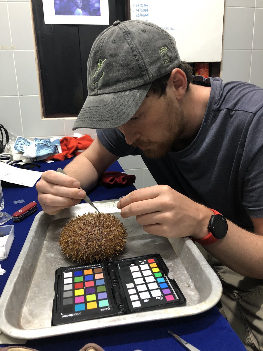 <a href="/Hugh_Carter_/">Hugh Carter</a>  bravely samples the highly venomous pedicellariae of the flower urchin Toxopneustes pileolus at Phuket Marine Biological Centre. <a href="/STWilliams_NHM/">Suzanne Williams</a> <a href="/evolriffs/">Ronald Jenner</a> <a href="/NHM_Students/">NHM_Students</a>