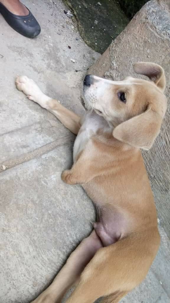 🆘Urgente Se necesita resguardo para este cachorro de 3 meses que nació con esta patita deforme dónde está ya no lo pueden tener y corre peligro que le hagan daño en las adyacencias dónde pernota. Número de contacto 04142423646 Caracas. Ayudo con su comida.  Caso de terceros.