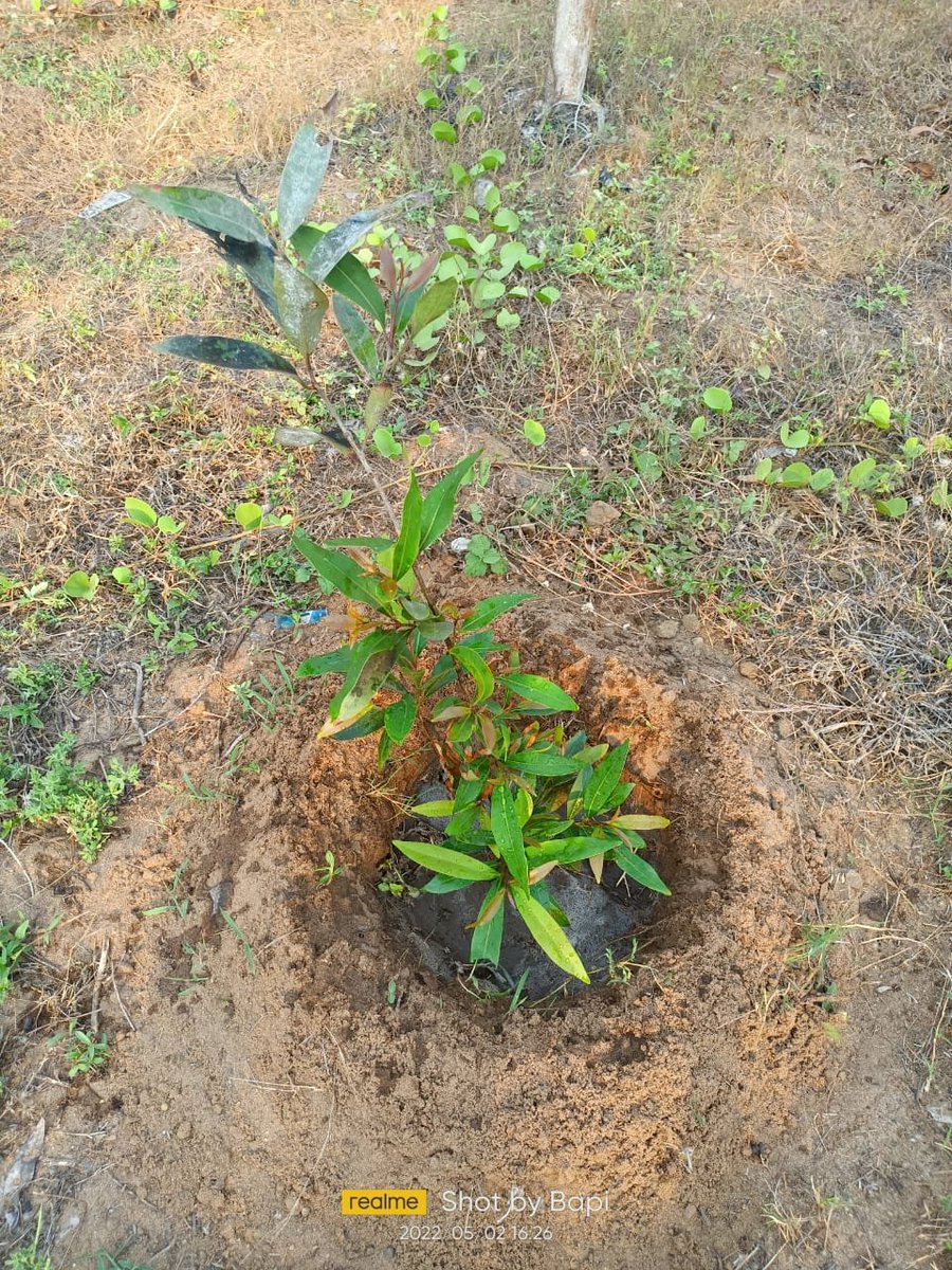 TKhetratrust's tweet photo. Tulasikhetra charitable trust's environmental campaign took care of the trees that had been planted for some time today. @CMO_Odisha @PMOIndia @ClimateReality https://t.co/HOYeBdsULC