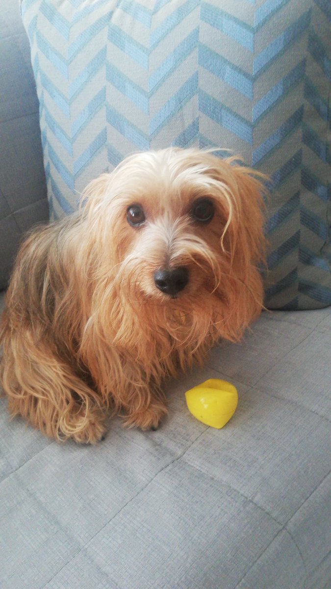 MentesIPS's tweet photo. @NecesitoUnPerro ❤️ https://t.co/XotLQa6d3V