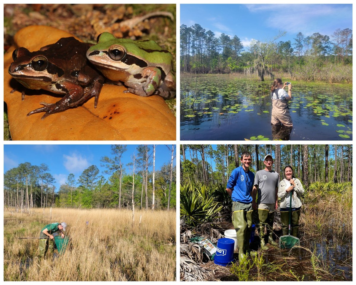 It may be #AmphibianWeek, but our #biologists work to conserve Florida’s amphibian species all year long! We are currently conducting surveys for the ornate chorus #frog: ow.ly/vUNM50IWSOa