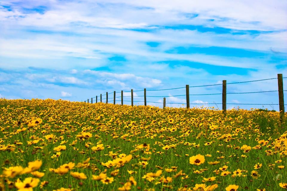 Its #NationalWildflowerWeek! 🌼

Fields, roadways, and parks are in full bloom with our local wildflowers! Black-eyed Susan's, Coreopsis and many other native flowers paint our landscape with vivid color this time of year.