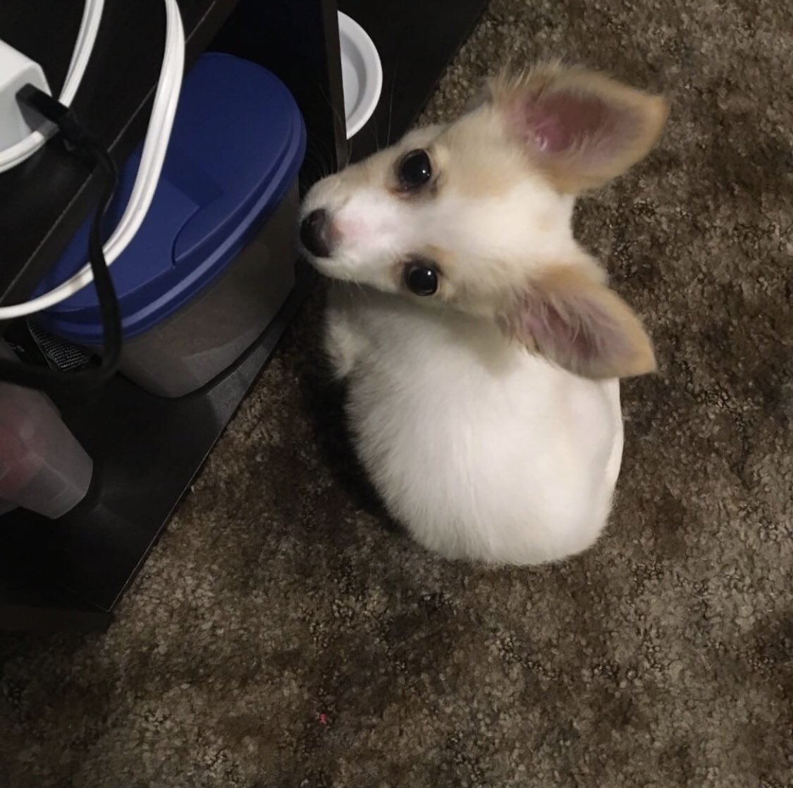 kenjamin_kun's tweet photo. @petitislandgame I just wanted a reason to share my doggo https://t.co/CKzCcIV0SS