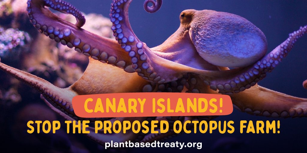 Vegan4Lf's tweet photo. It is the responsibility of the Canary Islands government to #StopOctopusFarm
@territoriocan @mapagob @GranCanariaOIAC @EcologicaGobCan

Why risk damage to the islands, &amp; those that depend on the local ecosystem to survive?

#StopOctopusFarm 🐙
https://t.co/1Fa5UQeHGO