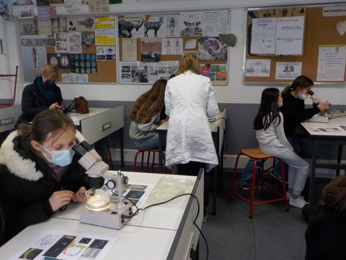 oeildelamer's tweet photo. Dernière intervention de l'IMEV sur les méduses et les ascidies : observation au binoculaire 🥰🥰Quelle chance ! https://t.co/Bvmvi17gAw