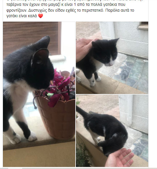 DCersei's tweet photo. Αυτό ειναι το γατάκι που το ΚΤΗΝΟΣ Μανώλης Καραμανώλης ξεγέλασε με φαγητό για να το κλωτσήσει στην θαλασσα. #tlive #Αιδηψος #megalivenews https://t.co/vn49TIrKxQ