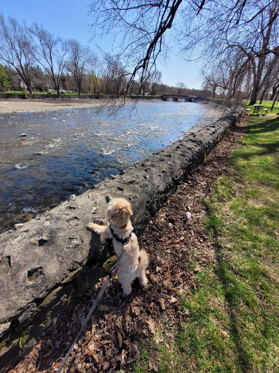 jiselle16's tweet photo. @cityofguelph Can't beat the springtime views at Royal City Park! https://t.co/BaZ7nRZ6uM