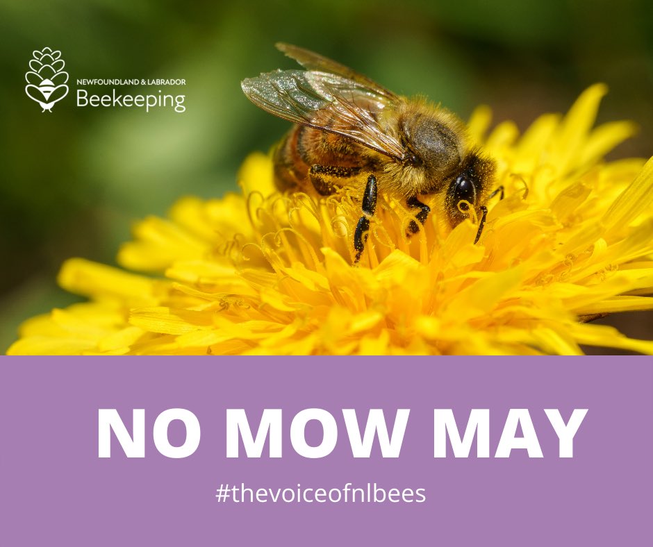 NO MOW MAY CHALLENGE!! 
Dandelion is the most important spring food source for honey bees and native pollinators. We're asking people to not mow their lawns for the month of May and enter to win a basket of local NL honey! More info at nlbeekeeping.com

#NoMowMay2022