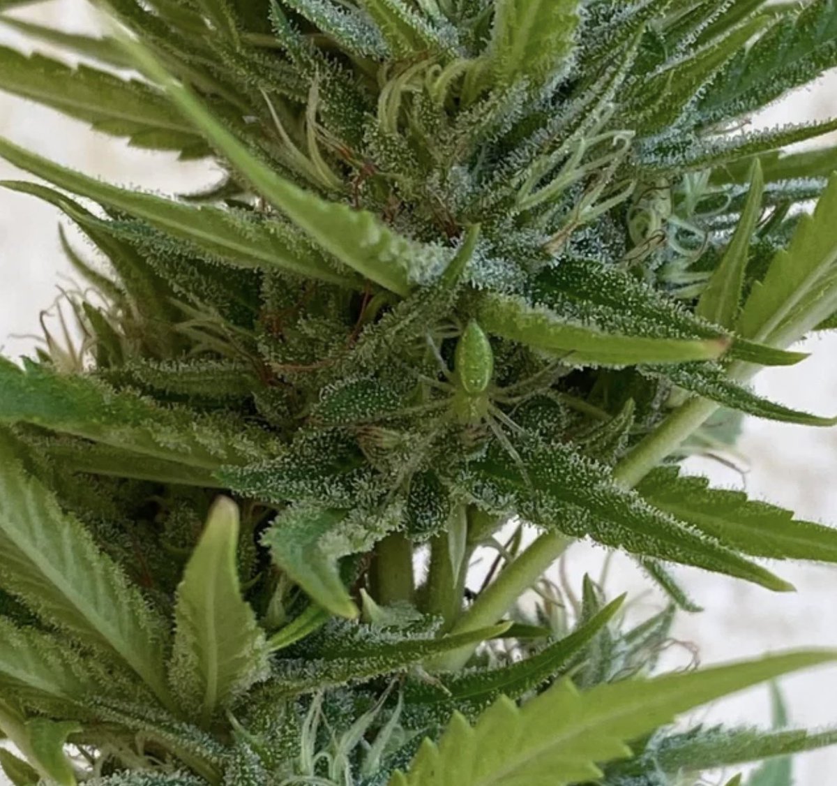 cannabishub's tweet photo. Perfectly camouflaged spider 🕷 on a cannabis plant 🌿, can you spot it?

#cannabis #stonerfam #legalizeIt #weedmob https://t.co/s4AAWmav9f