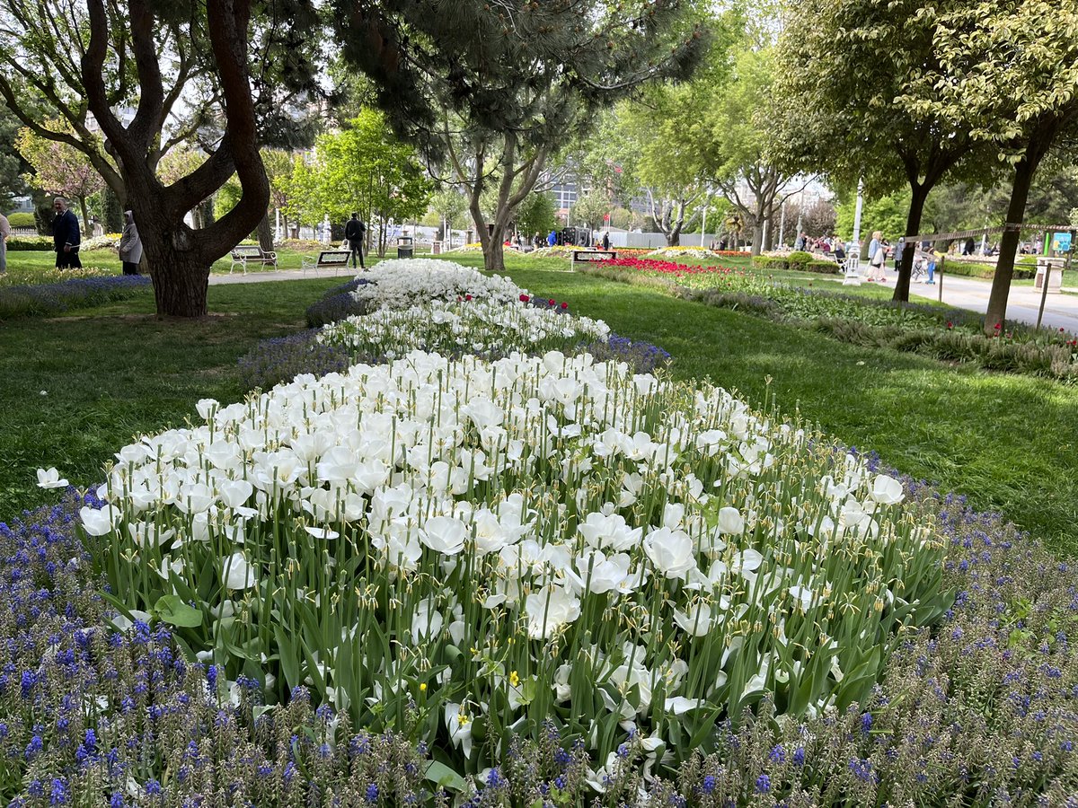 IlterisLegacy's tweet image. #spring #springfinally #Flowers