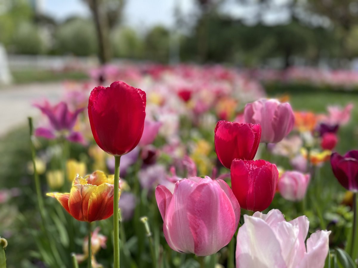 IlterisLegacy's tweet image. #spring #springfinally #Flowers