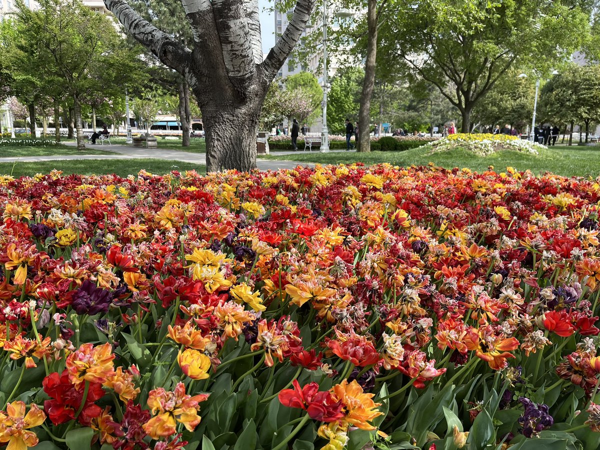 IlterisLegacy's tweet image. #spring #springfinally #Flowers