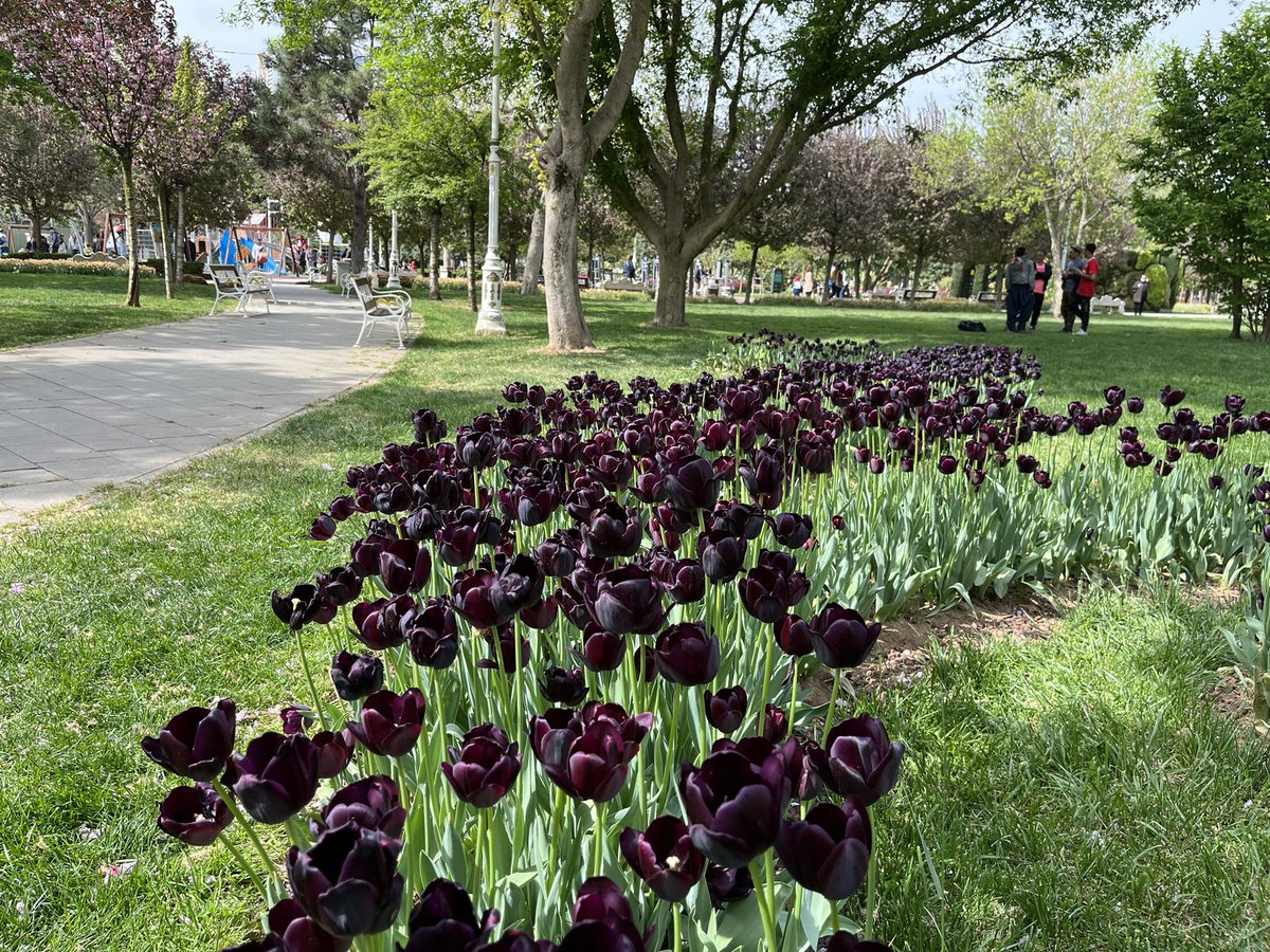 IlterisLegacy's tweet image. #spring #springfinally #Flowers