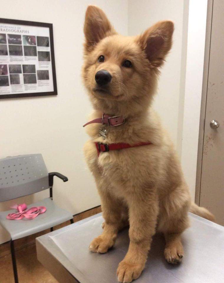 This is Maya , a German shepherd and Golden retriever mix . She's a dog-teddybear . I never knew I  needed something in my life this much 😍😍