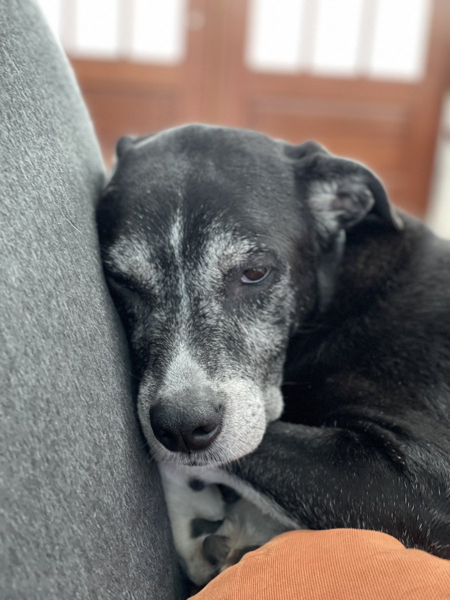 jaxbeachteach's tweet photo. I woke Morgan up from her nap to take her photo. She wasn’t pleased. https://t.co/uhVeGIVRCT