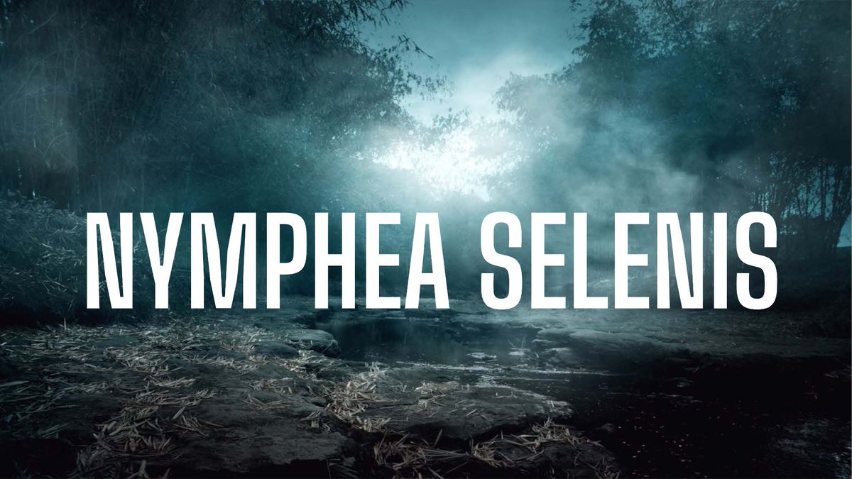 motion_festival's tweet photo. /PERFORMANCE/

NYMPHEA SELENIS : le jeu vidéo conjugué aux arts de la scène
Performance interactive de Biborg

📍Samedi 14 Mai à 19h30 en Salle Maxi Stereolux https://t.co/lIIMfy9tKQ