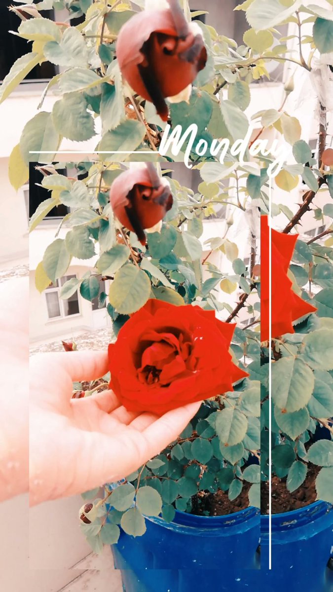 🤗Gülü soldurma gönül 😉