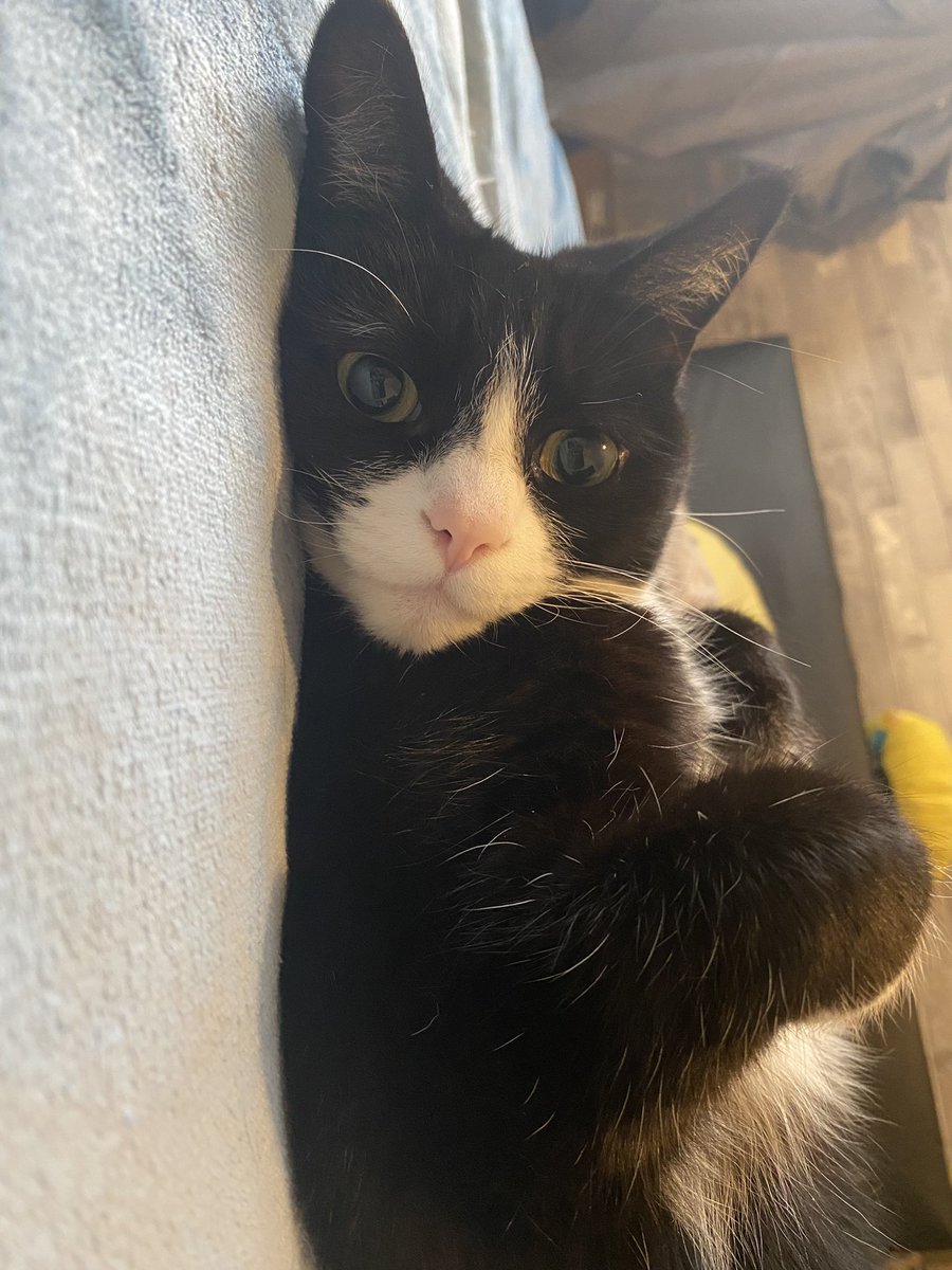 lacey_x_s_x's tweet photo. that face 🥰 like butter wouldn’t melt when in reality shes a cowbag 😂 #catmam #catbaby #babygirl https://t.co/BJ3L3uScTt
